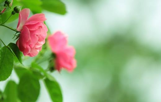 盆腔炎能治好嗎？盆腔炎怎么治療