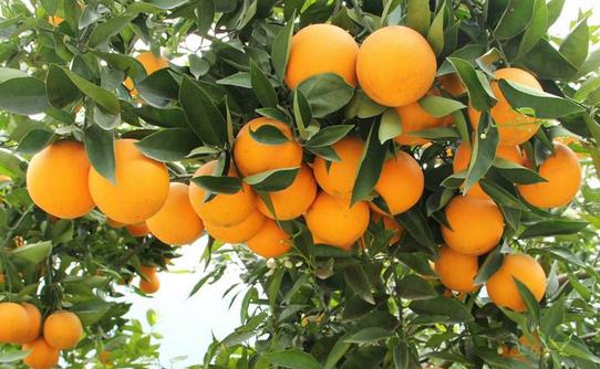 川山橙根的功效與作用 藥用價值