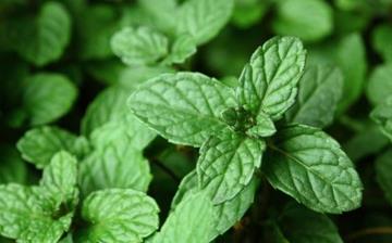 【驅蚊植物】驅蚊植物有哪些_驅蚊植物有用嗎_驅蚊花草_驅蚊植物排行榜