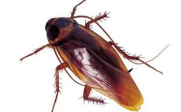 【蟑螂】蟑螂怎么消滅_蟑螂怕什么_滅蟑螂最有效的方法_蟑螂的危害 【蟑螂】蟑螂怎么消滅_蟑螂怕什么_滅蟑螂最有效的方法_蟑螂的危害