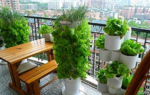 在陽臺種菜要如何殺防小飛蟲