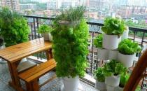 ?在陽臺種菜要如何殺防小飛蟲