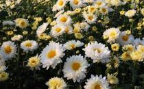 教你如何挑選優質的杭菊