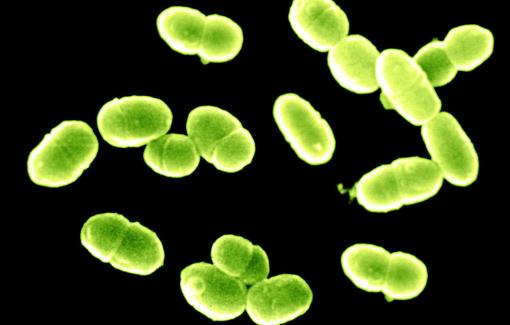 陰道乳酸桿菌 女性生殖健康的保護(hù)神