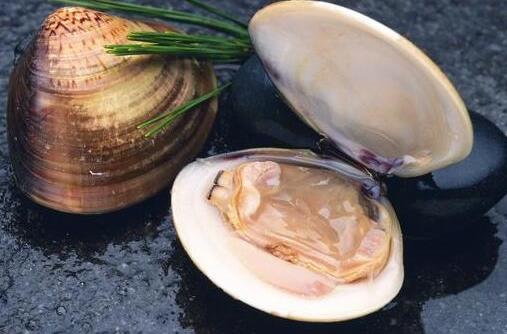 河蚌怎么洗?河蚌怎么挑選