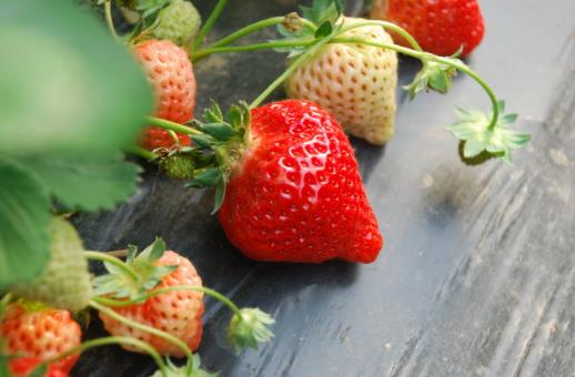 草莓怎么洗才干凈