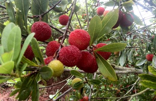 楊梅怎么洗?怎么制作楊梅干