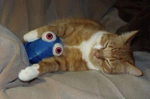 發(fā)作性睡病是什么？發(fā)作性睡病有哪些癥狀