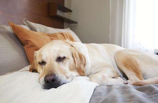 常熬夜要做到三個(gè)及時(shí)!