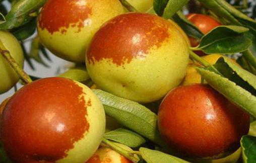 男人養肝防癌多吃冬棗