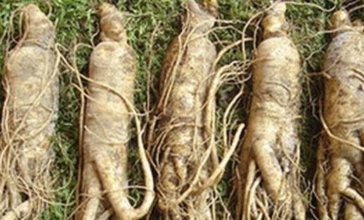 滋補元氣的六種中藥推薦