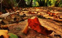 干燥的秋季該如何養生