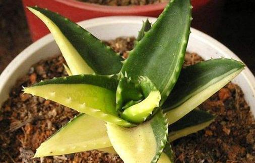 蘆薈雖好不適合孕婦 易引發(fā)孕婦流產(chǎn)