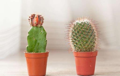 仙人掌竟然不是防輻射小衛士?