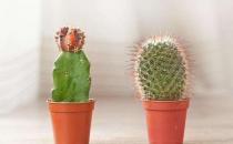 仙人掌竟然不是防輻射小衛士？