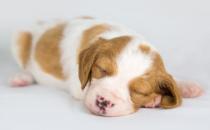 枕頭的高低影響健康！