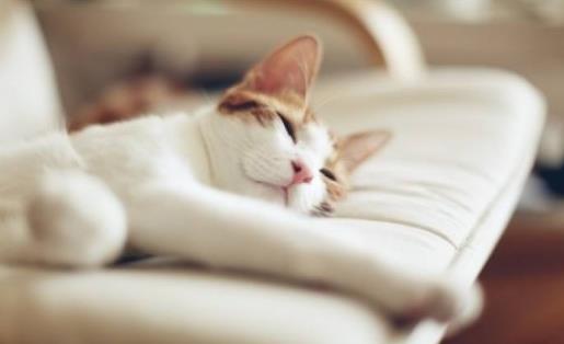 睡懶覺會對身體帶來哪些危害