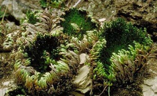 九死還魂草是什么？九死還魂草能治病嗎？