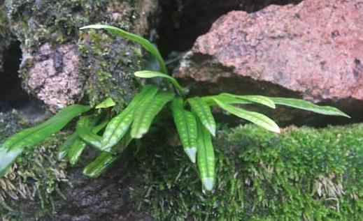 九死還魂草是什么？九死還魂草能治病嗎？