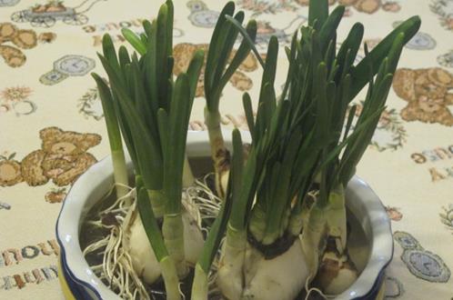 水仙花的正確養護方法 養水仙花的注意事項