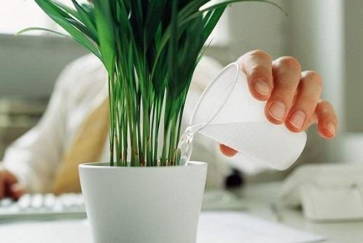 養花方法技巧大全 家庭養花的水肥光土四大要點總結