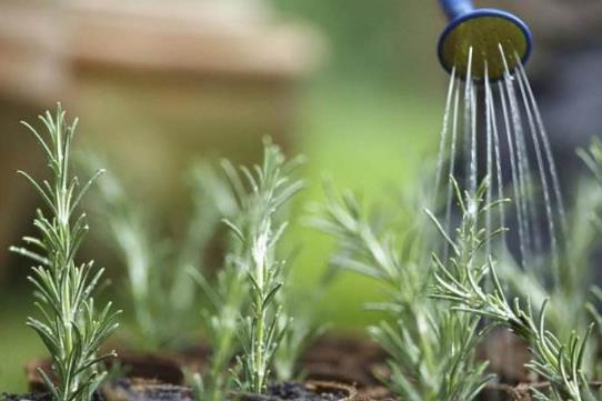 養花方法技巧大全 家庭養花的水肥光土四大要點總結