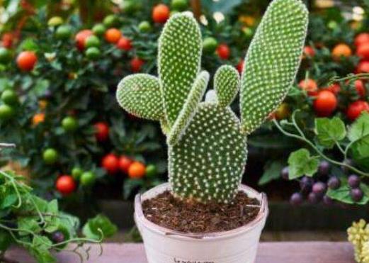 仙人掌竟然不是防輻射小衛士?