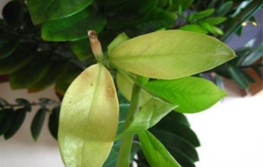 金錢樹葉子發(fā)黃怎么辦 根部很容易因為積水而腐爛