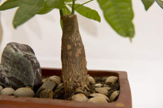 發財樹小盆栽怎么養 發財樹小盆栽的養殖方法