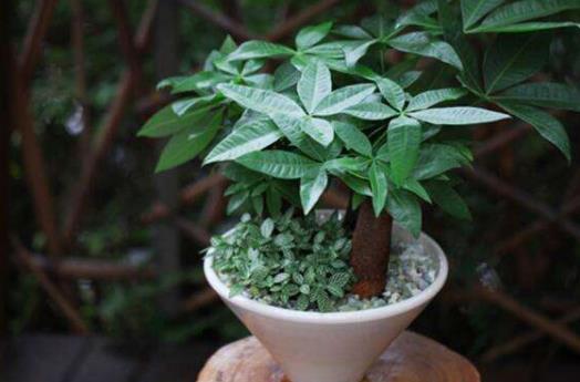 發財樹小盆栽怎么養 發財樹小盆栽的養殖方法