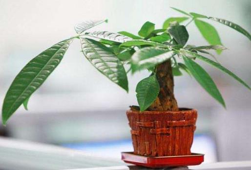 發財樹小盆栽怎么養 發財樹小盆栽的養殖方法