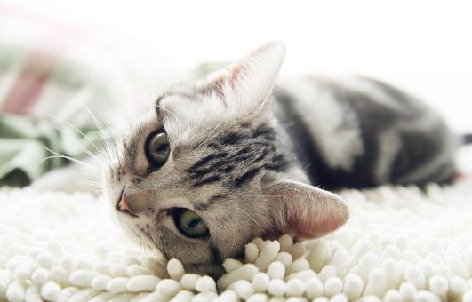 調教美國短毛貓的正確方法是什么