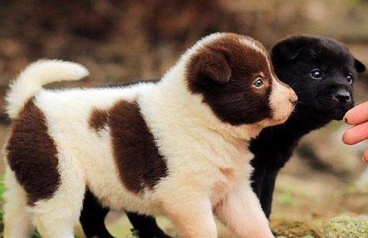 正確喂養幼犬的方法及養狗一些注意事項