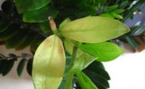 金錢樹葉子發黃怎么辦 根部很容易因為積水而腐爛