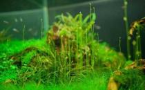 水草是什么？水草的種類和特征