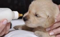 沒斷奶的小狗怎么照顧？仔犬飼養(yǎng)方法