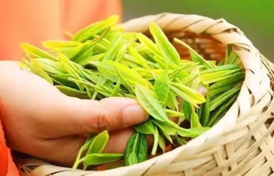 茶中佳品明前茶的獨特優點 喝明前茶的注意事項