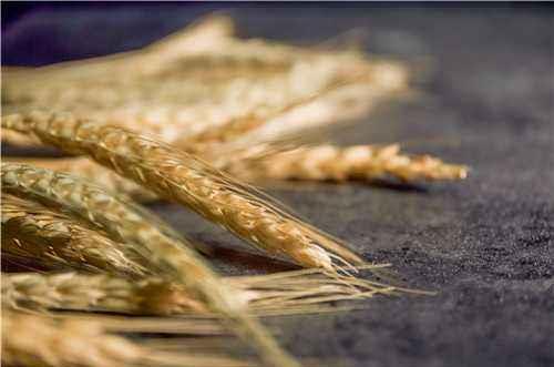 什么人不能喝大麥茶呢？ ?