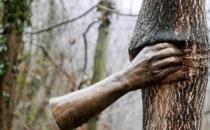 ?世界上最孤獨(dú)的手 握了半個(gè)世紀(jì)樹(shù)干 游客卻說(shuō)太殘忍