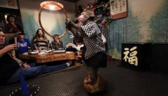 日本最火爆的餐廳之一 猴子當(dāng)服務(wù)生,報酬只要香蕉