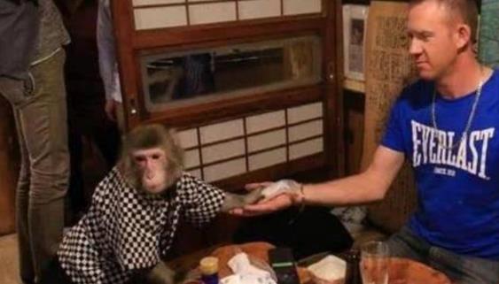 日本最火爆的餐廳之一 猴子當(dāng)服務(wù)生,報酬只要香蕉
