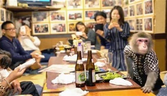 日本最火爆的餐廳之一 猴子當(dāng)服務(wù)生,報酬只要香蕉