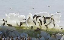 ?女子大海邊攝影 發(fā)現(xiàn)魚(yú)被冰封懸掛“空中”自然奇觀