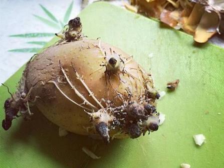 土豆長(zhǎng)芽后真的有毒 謹(jǐn)防土豆變青發(fā)芽后龍葵素中毒