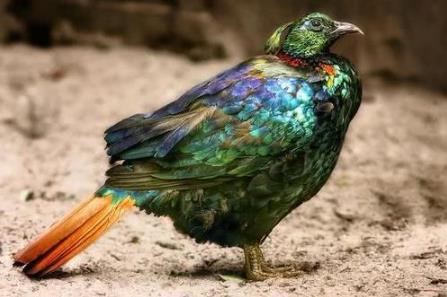 尼泊爾國鳥九色鳥棕尾虹雉 中國一級保護動物