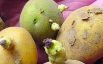 土豆長芽后真的有毒 謹防土豆變青發芽后龍葵素中毒