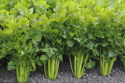 孕婦吃什么蔬菜降火 敗火食譜推薦