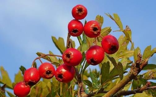 孕早期準(zhǔn)媽咪愛吃酸 吃酸不吃山楂