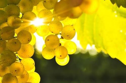 孕期有益水果 孕早期水果食譜推薦