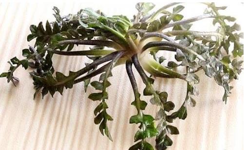 有益于孕婦的早餐 5類食物不可少